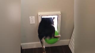 Собака не подходит для большого мяча через собачью дверь