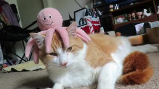 Кот носит осьминога