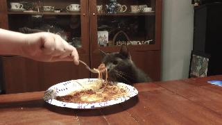 Кот который любит спагетти