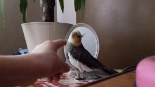 Мой говорящий попугай нимфа