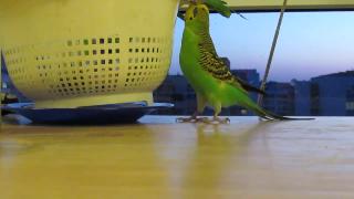 Специальное видео умный волнистый попугайчик