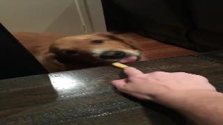 Милая собака пытается схватить фишку