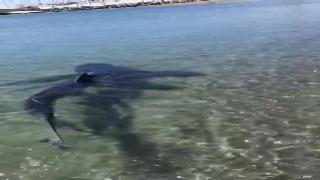 Огромная акула на берегу пляжа фуэнхирола