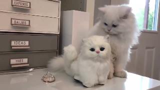 Милый пушистый персидский кот против милой игрушечной кошки