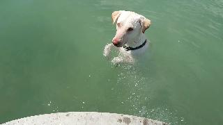 Собака луми обнаруживает что она сама может брызгать водой