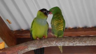 Австралия куранда попугаи в мире птиц куранда