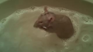 Крыса принимает ванну