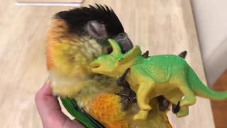 Слишком милая чарли каик попугай игра с динозавром