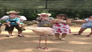 Хлопая в птичьем шоу фламинго зоопарк соединенных штатов америки