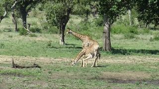 Забавное животное самые красивые моменты с жирафами
