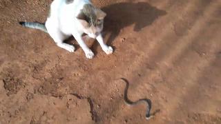 Кошка играет со змеей