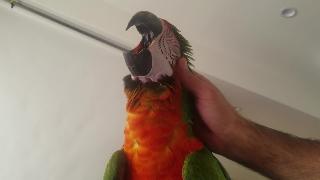 Получение царапин на голове попугай видео дня