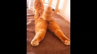 Событие смешных кошек видео частных сцен в видео частных кошек видео смешных кошек