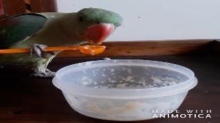 Кормление месячного александровского беби попугая