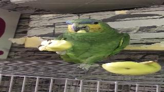 Амазонский попугай ест фрукты как сумасшедший