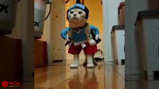 Самые очаровательные кошки в костюмах смешные домашние видео подборка