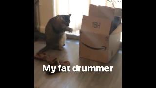 Веселый толстый кот играет на барабанах на картонной коробке