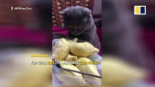 Любопытный кот перегружен запахом дуриана