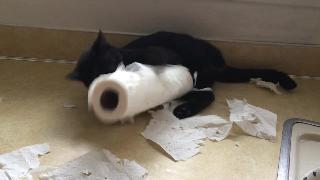 Кот убивает рулон бумажных полотенец