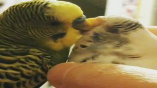 Любить птиц