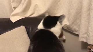 Кошка получает свежий пакет застрял на голове
