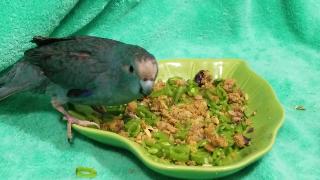 Попугай какарикис с вегетарианским и птичьим хлебом