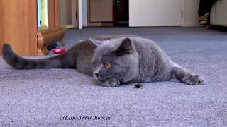 Кошка играет с шумной цикадой кеша британская короткошерстная