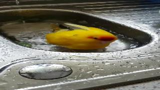 Какарики принимает ванну в раковине