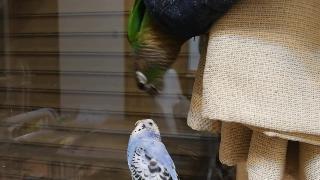 Юру видео цучан слишком много чтобы увидеть о момочане попугай с зелеными щеками
