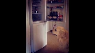 Собака открывает холодильник приносит пиво и закрывает дверь