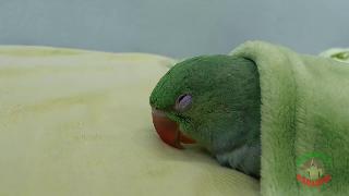 Александрийский попугай спит как ребенок