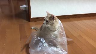 Кошка знает как носить эти пластиковые пакеты