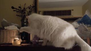 Любопытные кошки против свечи компиляция