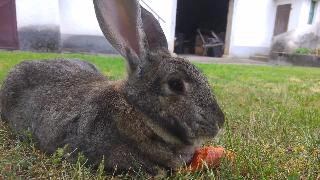 Милый пушистый кролик звуковой эффект кролика едящего морковь звуки кролика