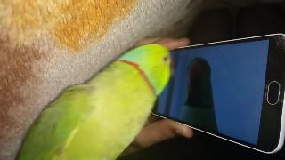 Попугай кусает другого попугая