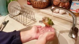 Плавание наш попугай принимает душ