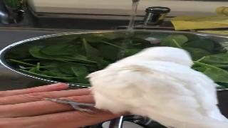 Волнистый попугайчик в салате