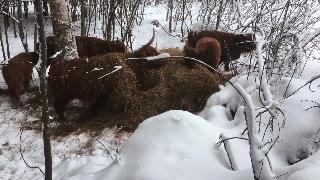 Шотландский горный скот в финляндии коровыразрушители лесных сена