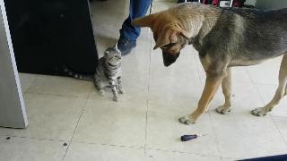 Кошка получает собаку в проблеме смешные животные кошка против собаки