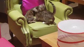 Бой кошек в кафе китти