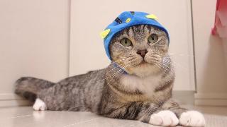 Этот кот слишком дорамоноподобен когда носит шляпу