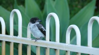 Птичка мясник сидит на заборе