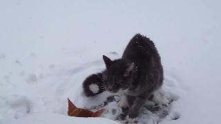 Кошки борются в снегу