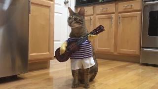 Смешная гитара кот