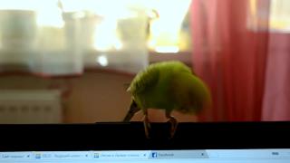 Мой попугай кенни и фортепианная соната рахманинова