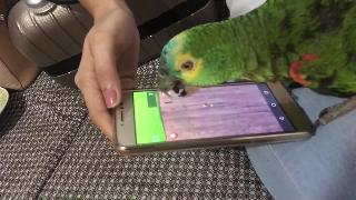 Белокурый попугай играет на мобильном телефоне