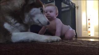 Забавный ребенок смеющийся с дожем смешная собака играть с милым ребенком сборник видео