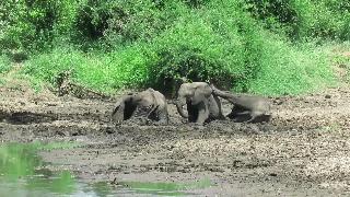 Молодой слоник отказывается делить грязевую ванну с братом