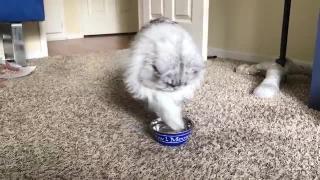 Пушистый серый кот играет с водой