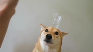 Собака балансирует чашку воды на голове